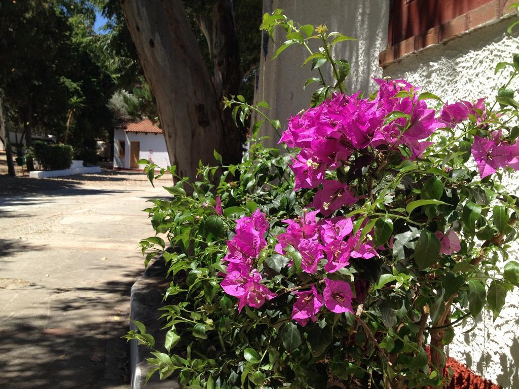 Camping B&B Gioiosa ג'ויוזה מריאה מראה חיצוני תמונה