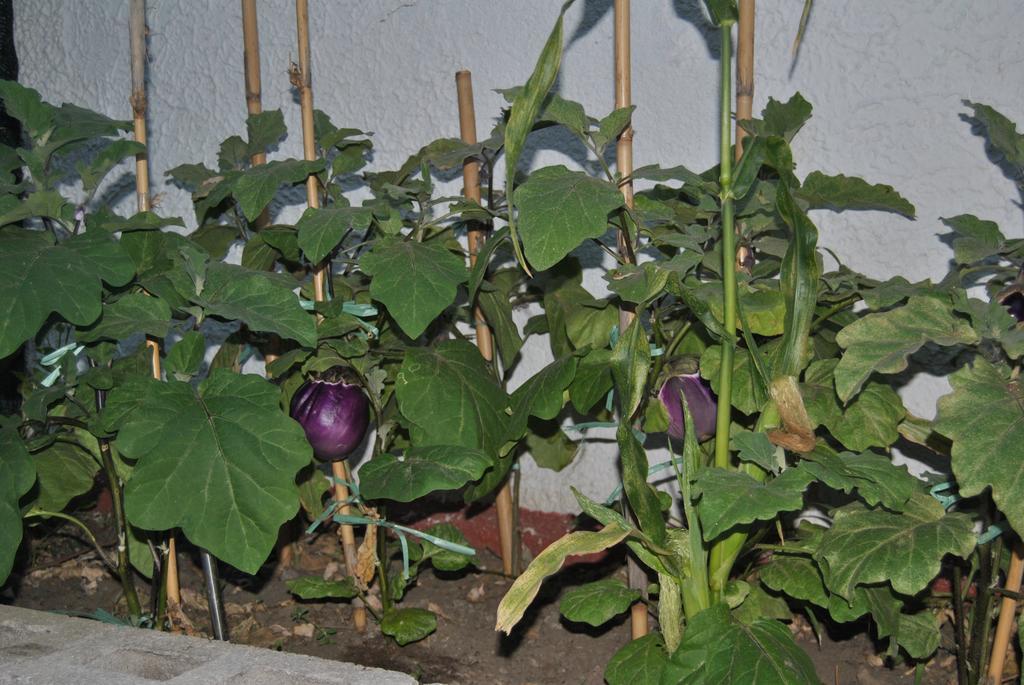 Camping B&B Gioiosa ג'ויוזה מריאה מראה חיצוני תמונה
