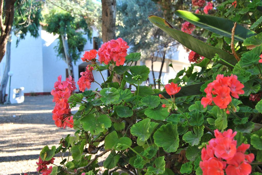 Camping B&B Gioiosa ג'ויוזה מריאה מראה חיצוני תמונה